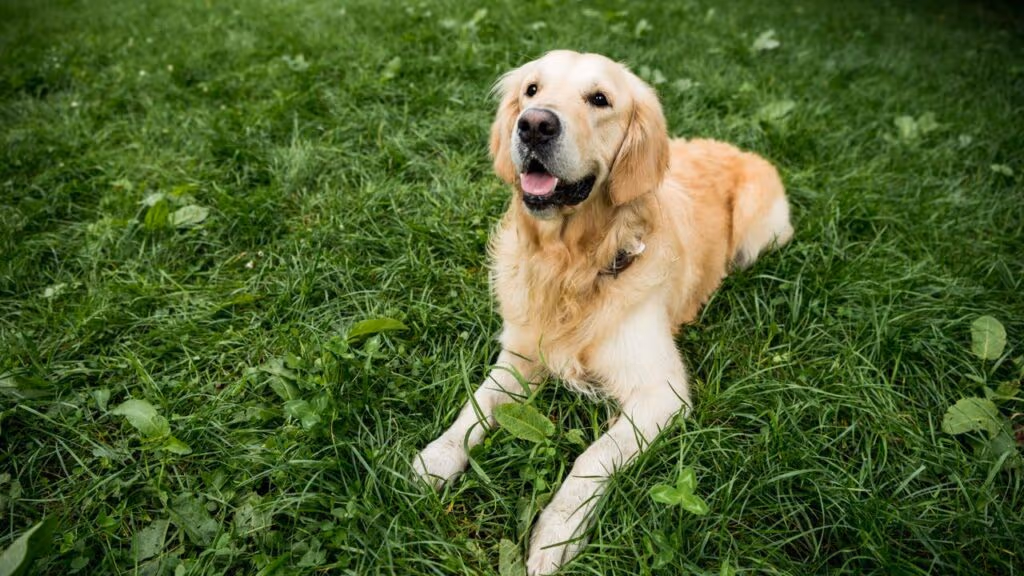 Os animais enxergam um mundo totalmente diferente do seu
