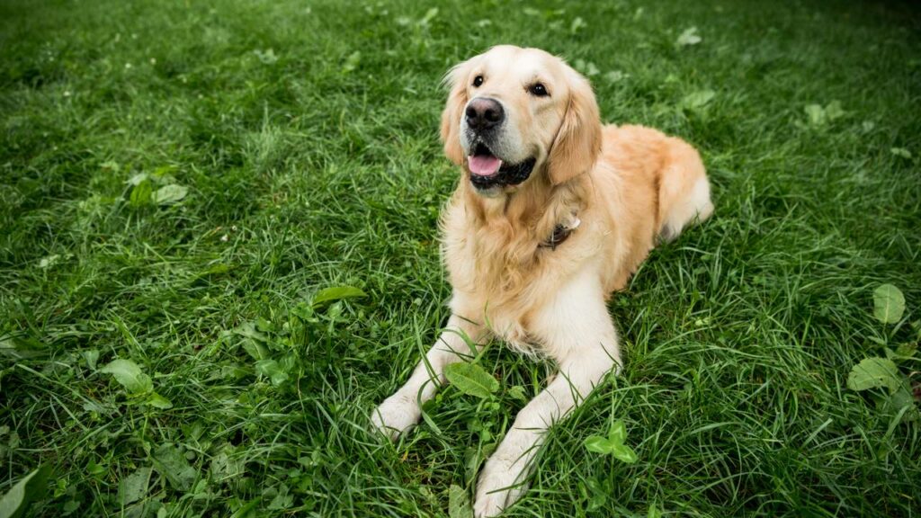 Os animais enxergam um mundo totalmente diferente do seu