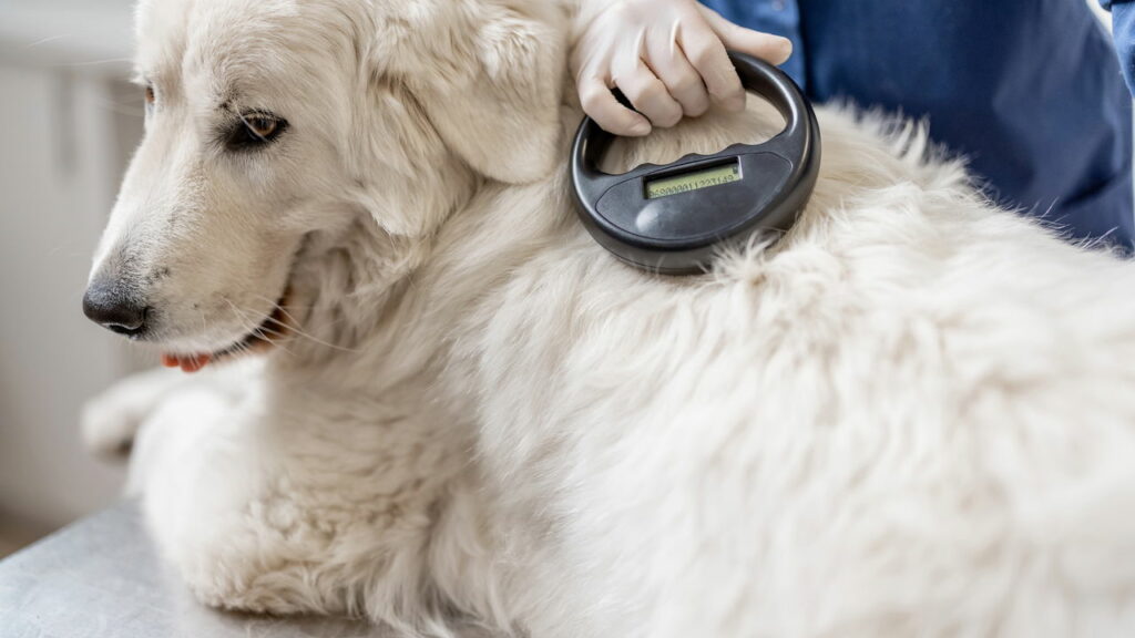 Milhares de donos de cães são multados por motivo surpreendente - Créditos: depositphotos.com / rossandhelen