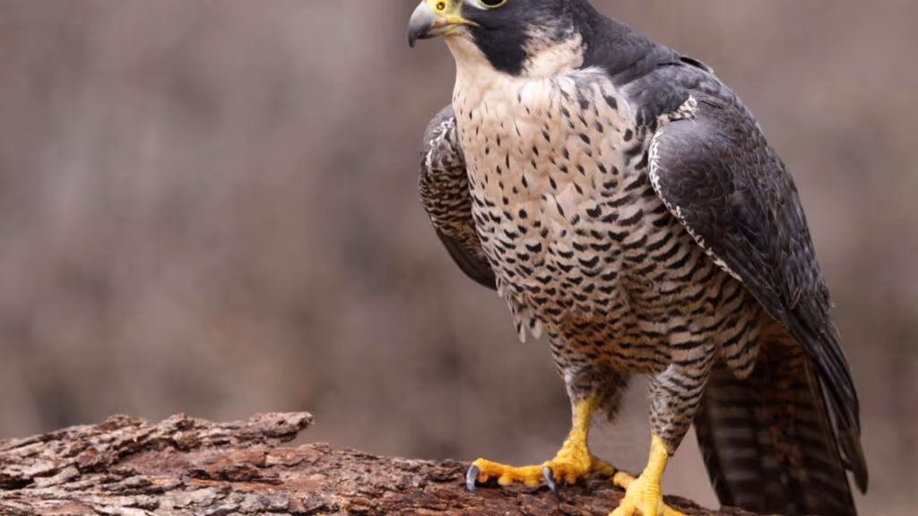 Os animais espirituais dos signos e as mensagens ocultas que eles trazem