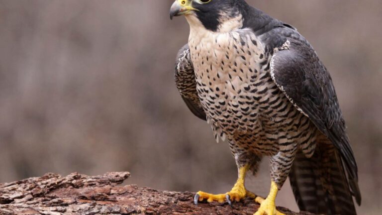 Imagem Item