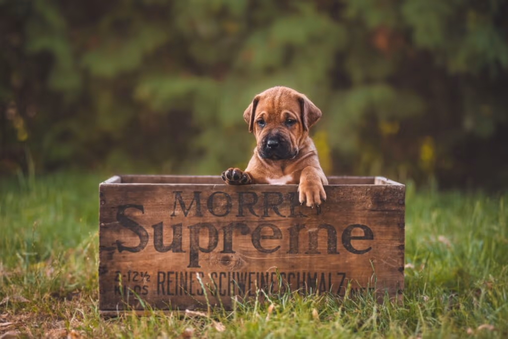 4 características do cachorro da raça tosa inu 