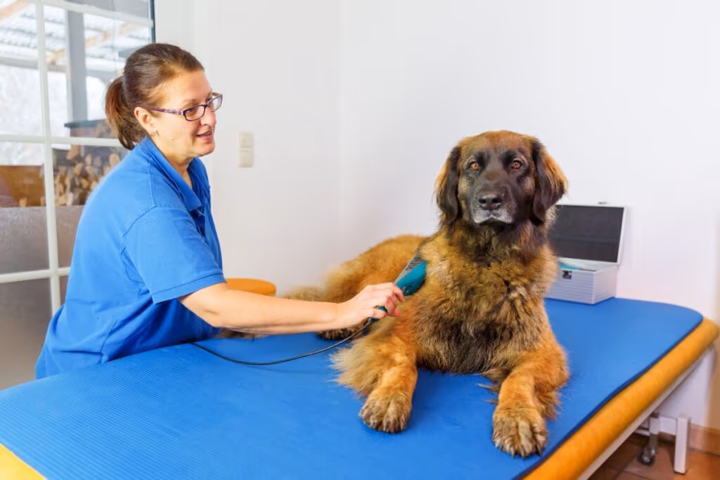 6 doenças crônicas comuns em cachorros e gatos 