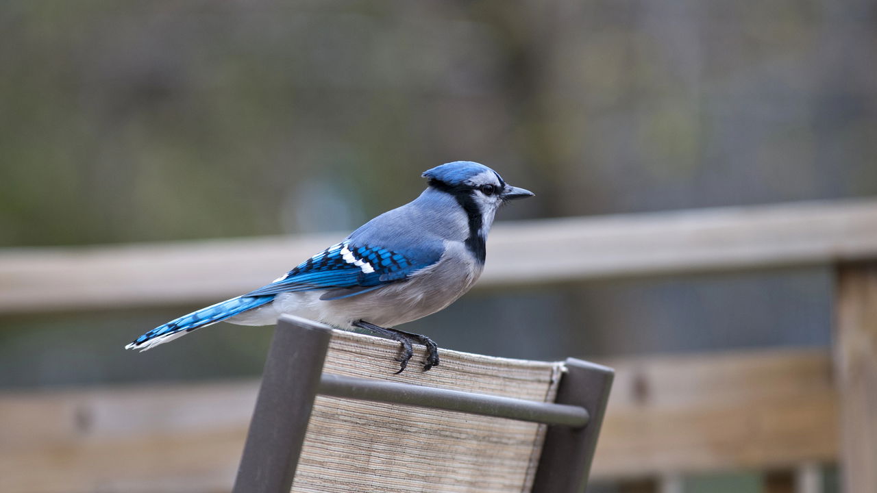 Biólogos ficam intrigados com o estranho e raro pássaro híbrido encontrado