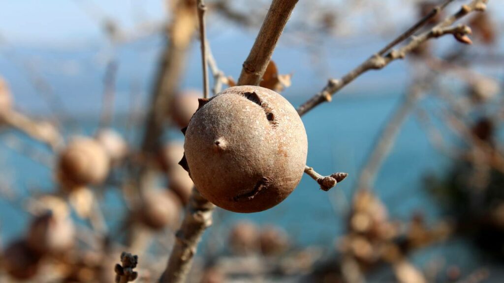 Cientistas não conseguem acreditar: Descoberta de uma criança de 8 anos muda a ciência para sempre - Créditos: depositphotos.com / hecos
