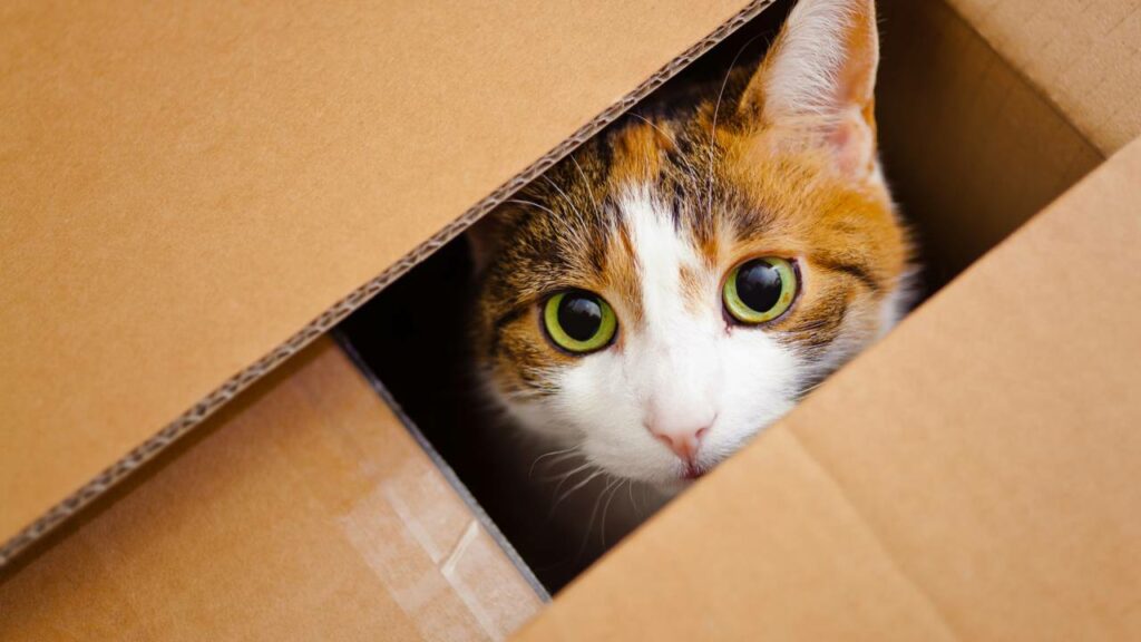 Porque gatos gostam tanto de caixas