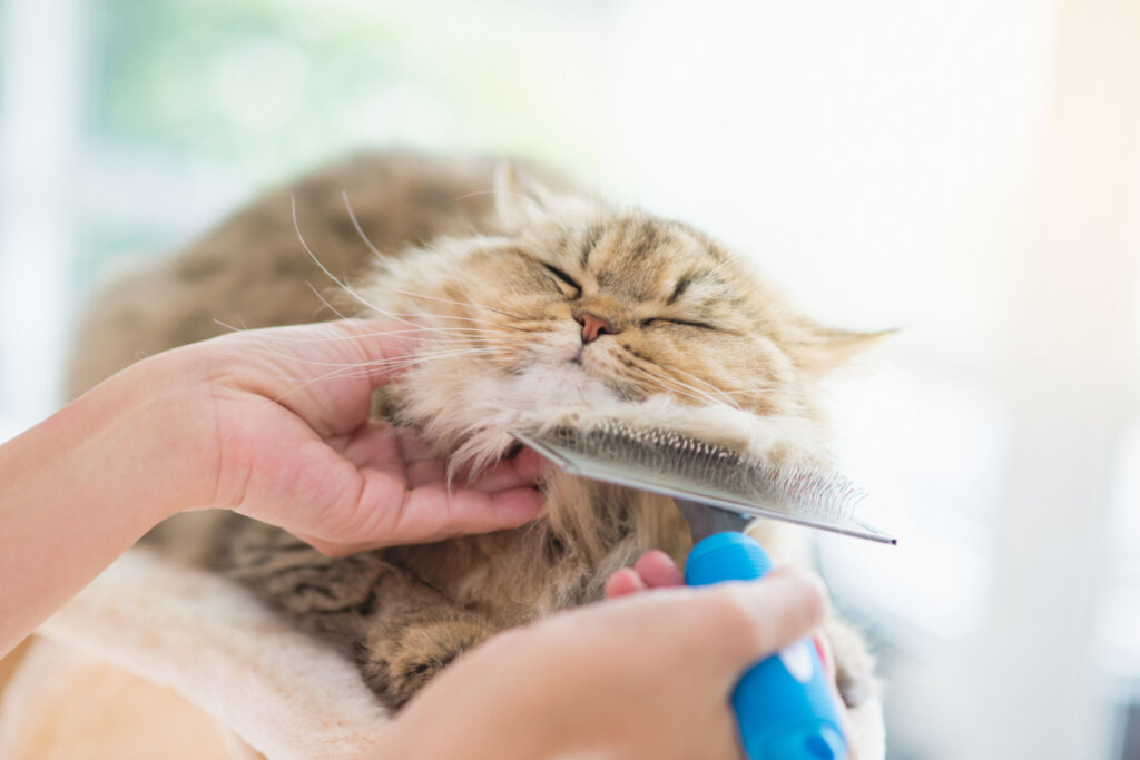 7 diferenças entre os gatos das raças persa e himalaio