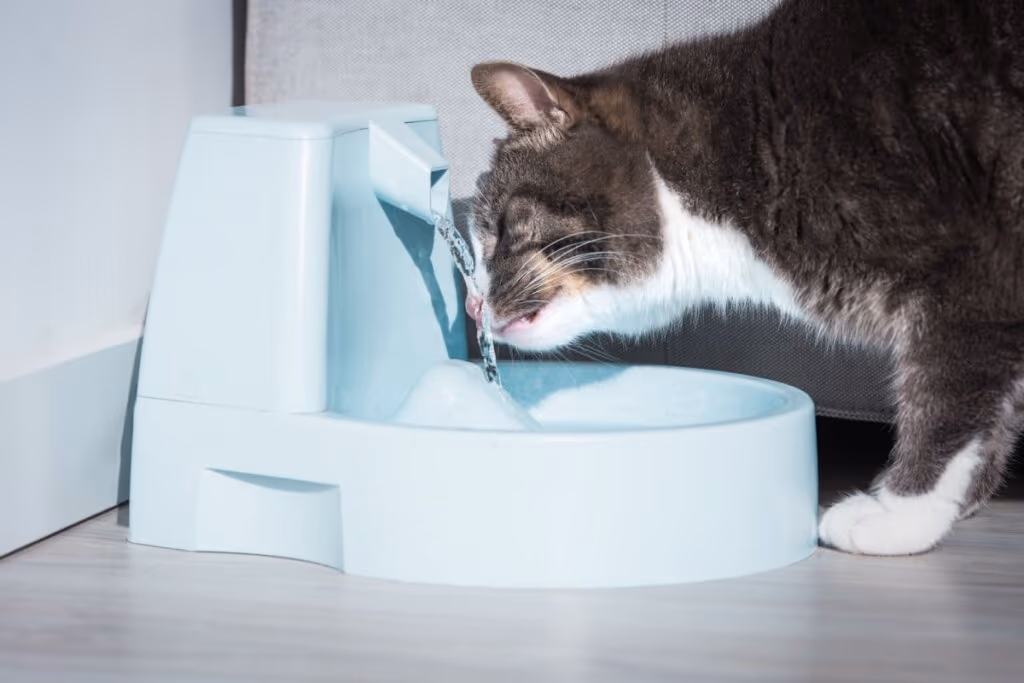 Veja como cuidar da saúde e do bem-estar dos pets na primavera