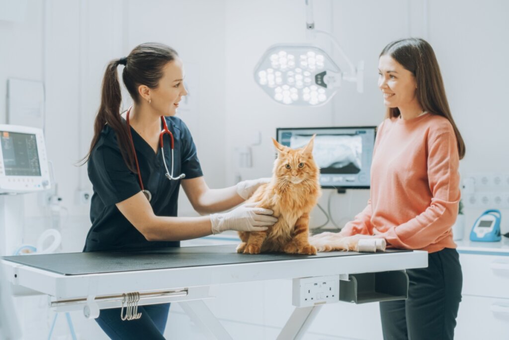 5 mitos sobre os tratamentos de câncer em animais de estimação