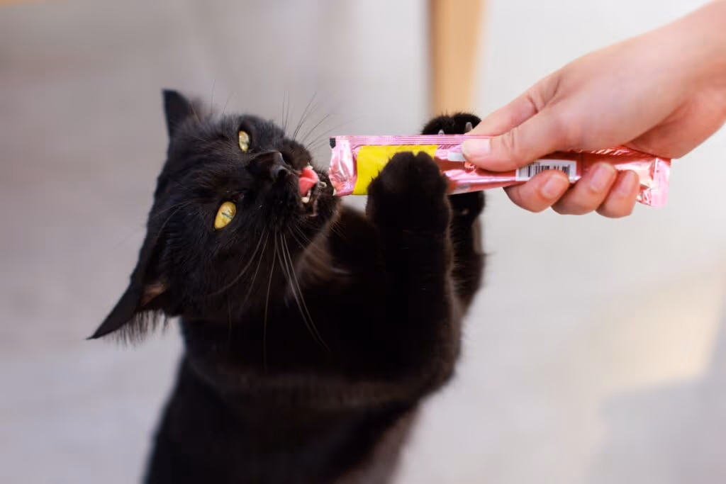 Veja cuidados a se ter com gatos pretos no Halloween
