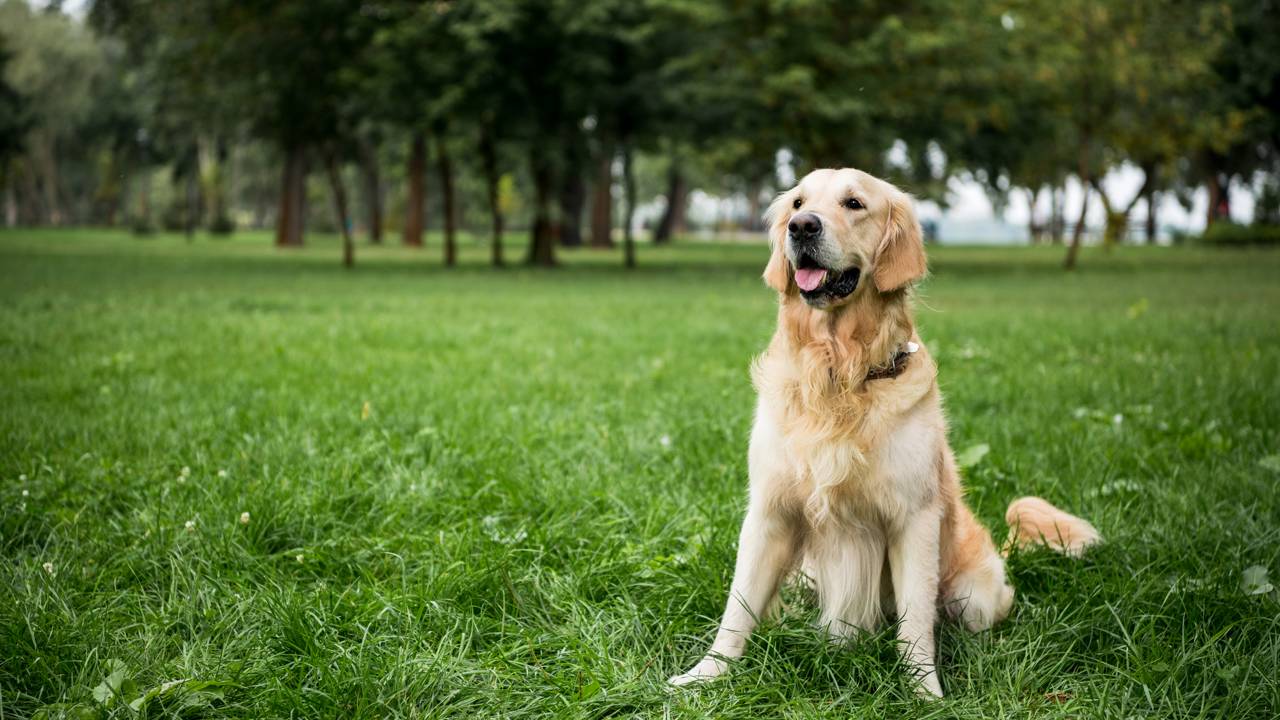Cachorro reencontra o avô e a reação dele vai derreter seu coração