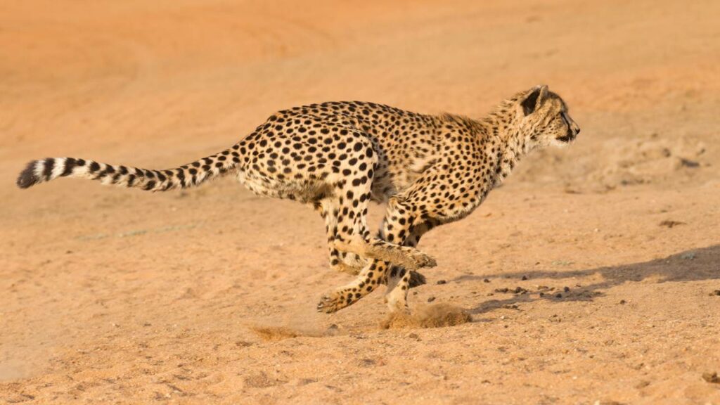 Esse felino atinge 120 km/h e é o verdadeiro mestre da velocidade