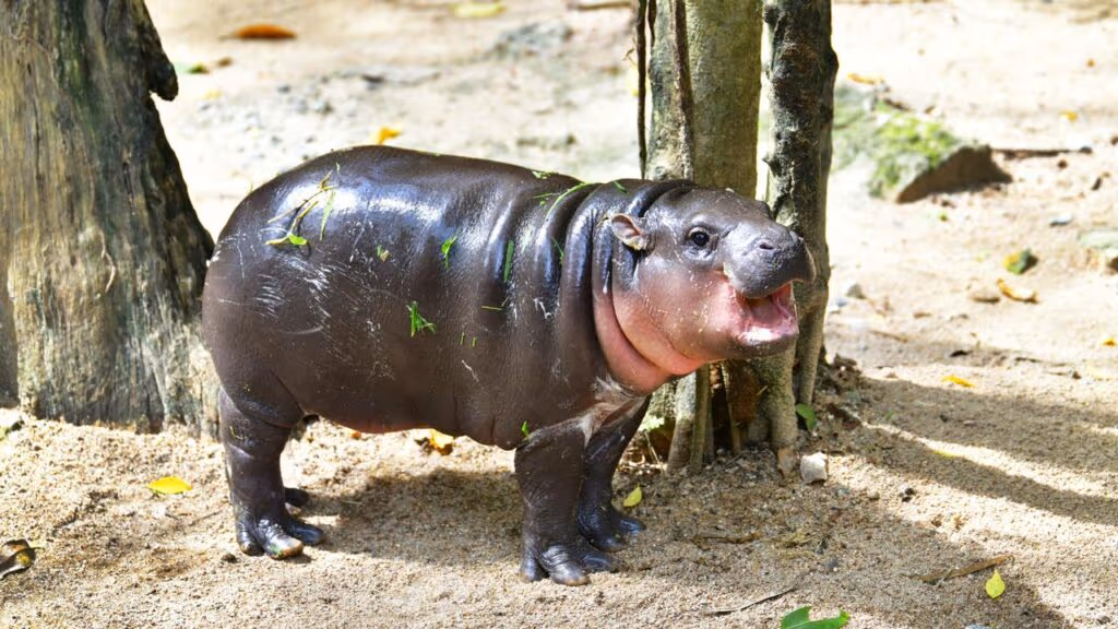 Hipopótamo-pigmeu nasce em zoológico e renova esperança para espécie ameaçada