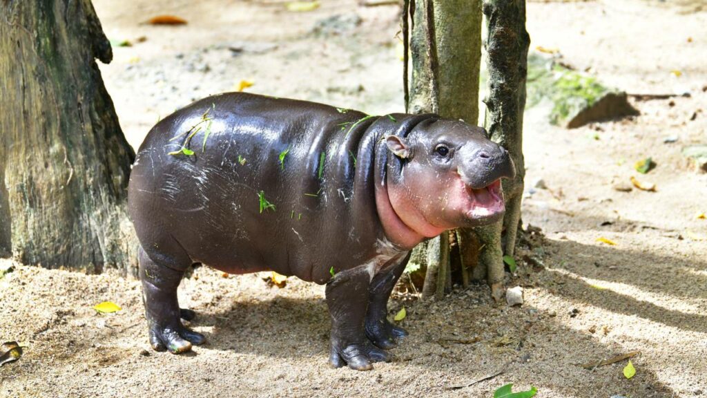 Hipopótamo-pigmeu nasce em zoológico e renova esperança para espécie ameaçada