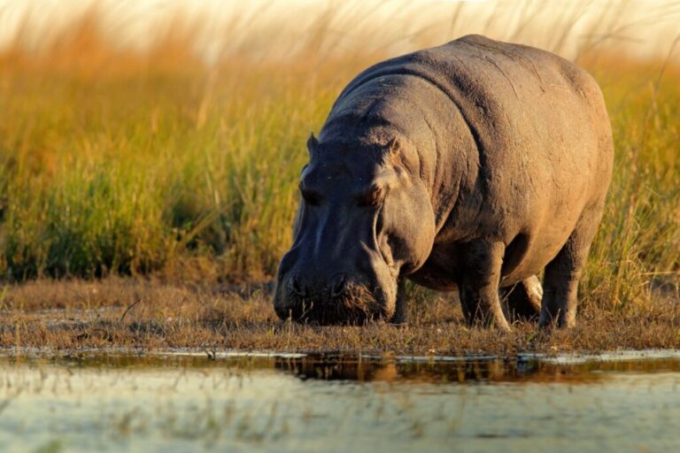 7 curiosidades interessantes sobre o hipopótamo 