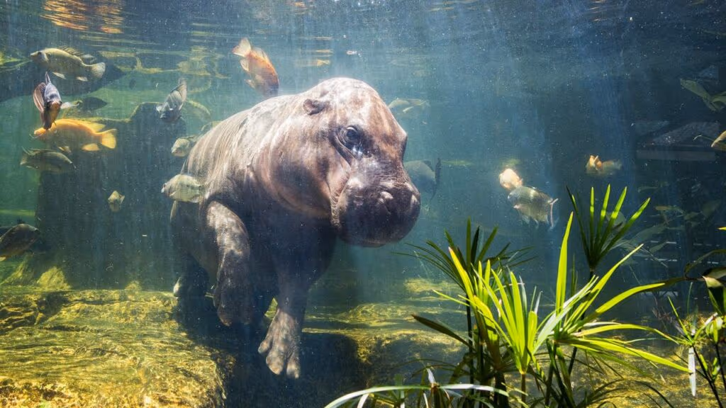 Vídeo mostra como os hipopótamos tiram soneca debaixo d’água sem acordar