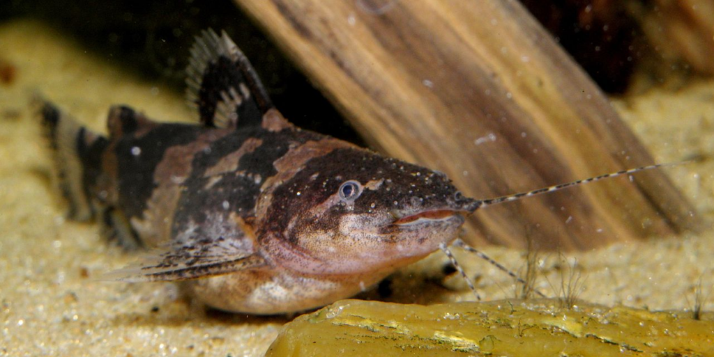 Cenas raras registradas por pesquisadores mostram peixes "escalando" cachoeira - Créditos: By CHUCAO - Own work, CC BY-SA 4.0, https://commons.wikimedia.org/w/index.php?curid=40467925