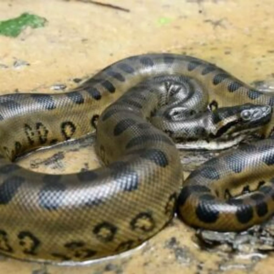 Cobra imensa descoberta na Amazônia é maior que 8 metros de comprimento, "Monstruosa" - Créditos: Divulgação/Instituto Butantan / Portal de Prefeitura