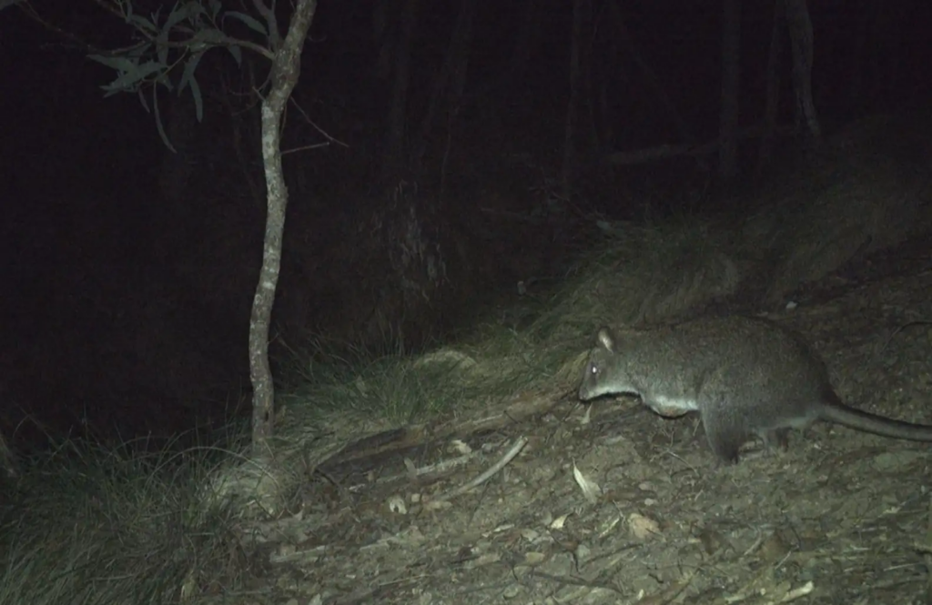 Potoroo de pés longos - Créditos: NPWS National Parks and Wildlife Service