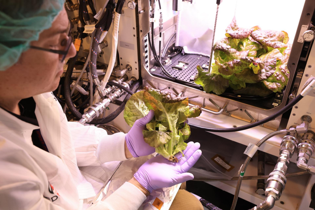 A alface cultivada, apesar de apresentar boa aparência, conta com deficiência preocupante de macronutrientes - Reprodução/NASA/Kim Shiflett