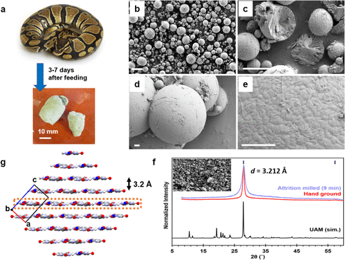 Algumas cobras expelem ácido úrico na forma sólida ao invés de urina, uma forma de economizar água no organismo - Reprodução/Journal of the American Chemical Society 2025, DOI: 10.1021/jacs.5c10139