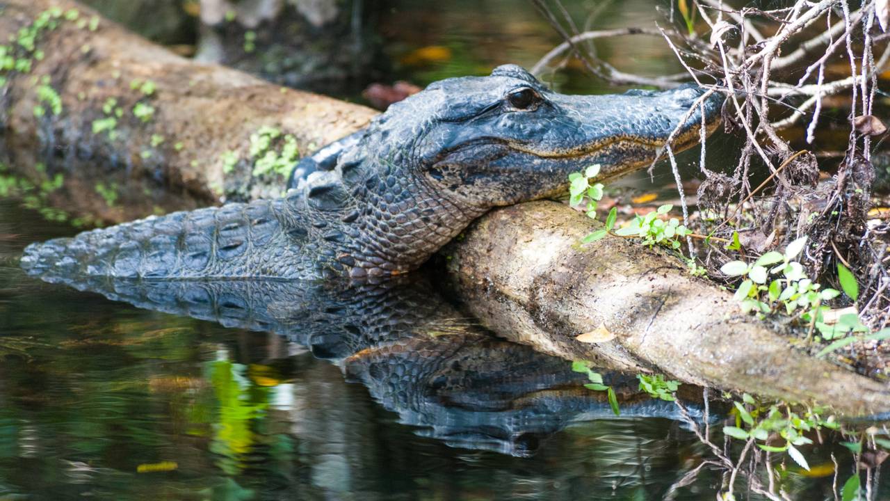 Jacaré gigante salta e tenta abocanhar drone no Rio negro