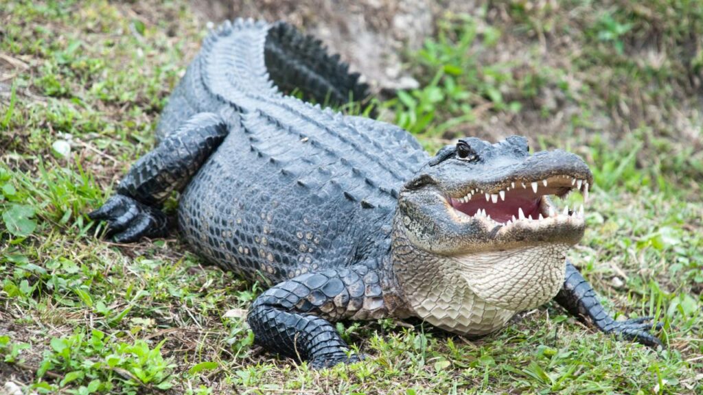 Qual é a melhor maneira de proteger sua vida de um jacaré