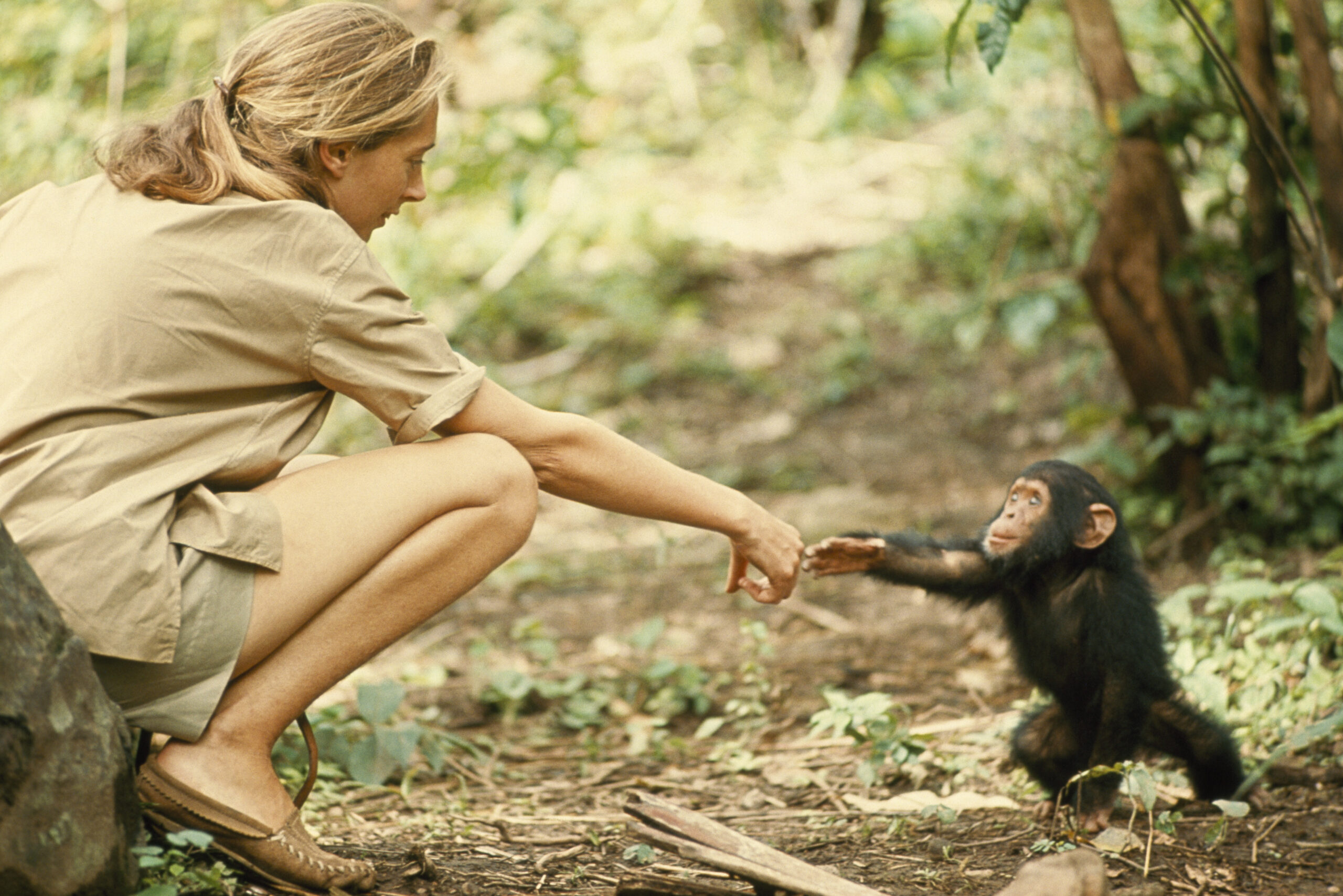 Primatologista Jane Goodall morre aos 91 anos
