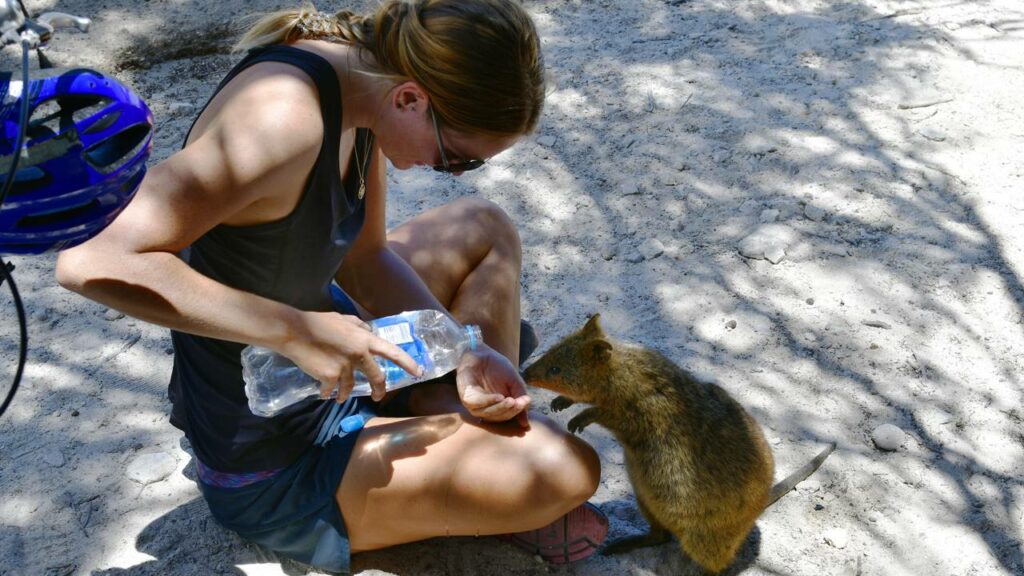 A vida secreta dos marsupiais está revelando segredos que poucos conhecem