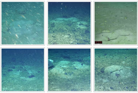 ninhos do robalo Lindbergichthys nudifrons