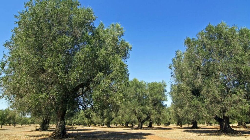Descubra as 7 Árvores que transformam seu jardim em um Oasis
