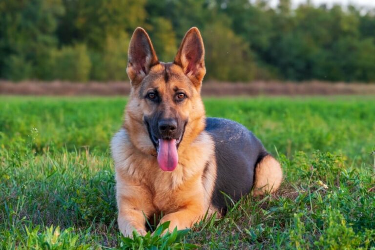 8 raças de cachorro originárias da Alemanha 