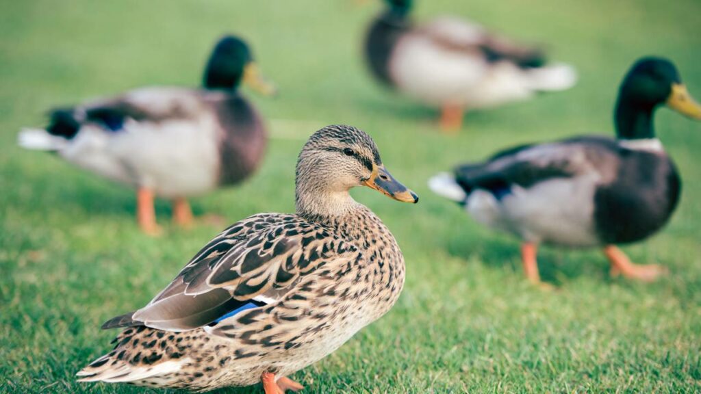 Esse animal dorme com metade do cérebro ativa para não morrer enquanto descansa