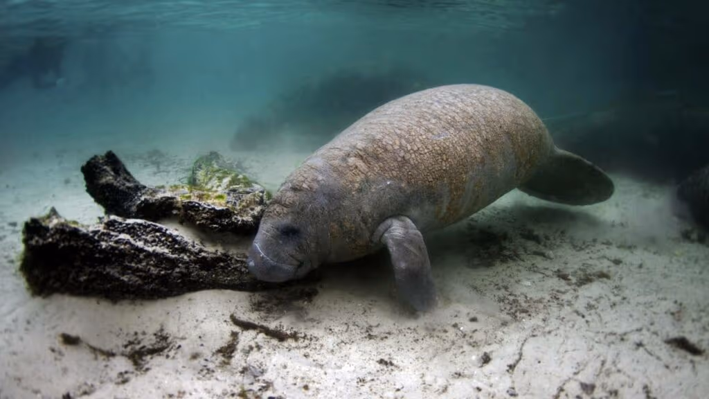 Homem e peixe-boi dão susto um ao outro em praia e vídeo viraliza