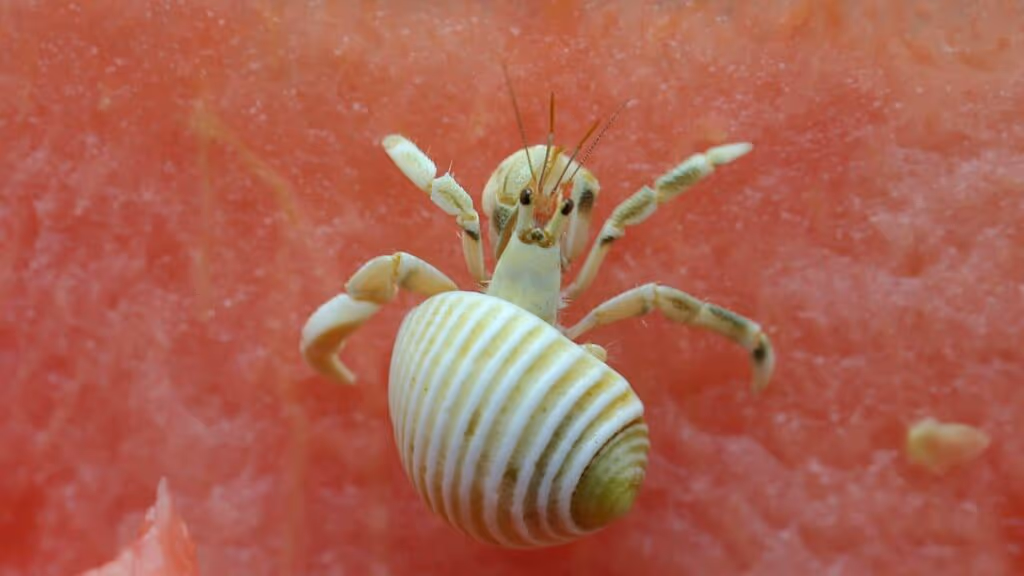 Caranguejo é retirado vivo do ouvido de uma criança