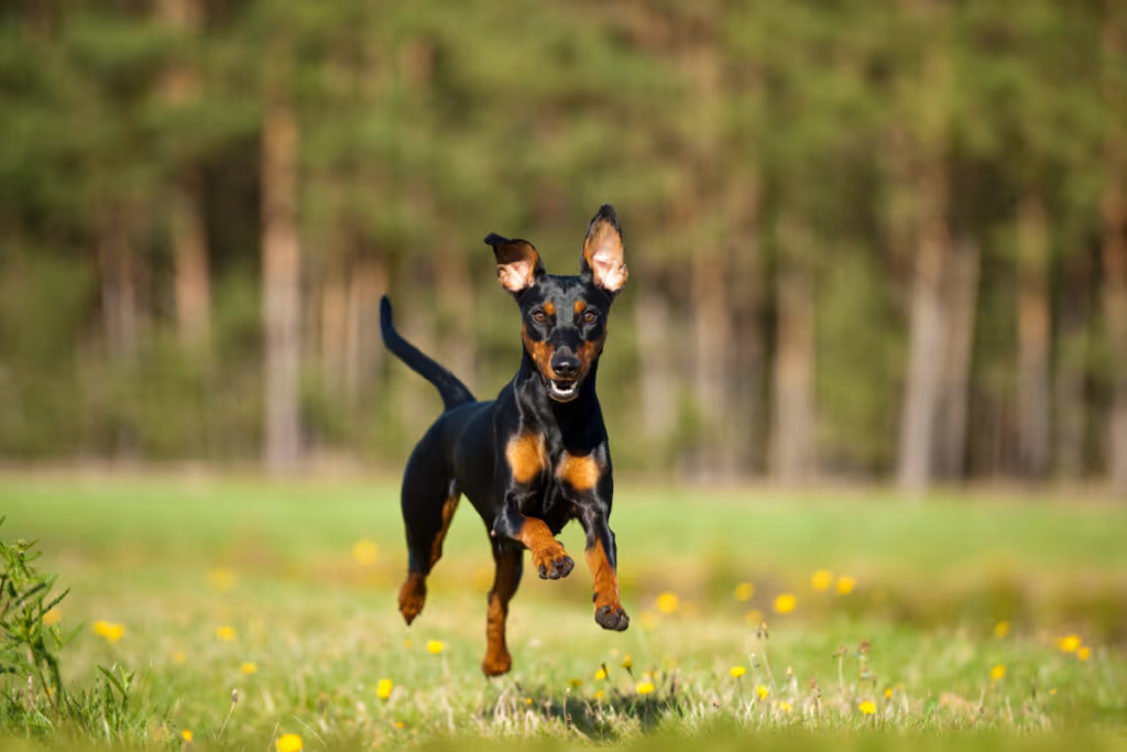 10 atividades recomendadas para o cachorro da raça pinscher 