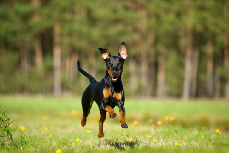 10 atividades recomendadas para o cachorro da raça pinscher 