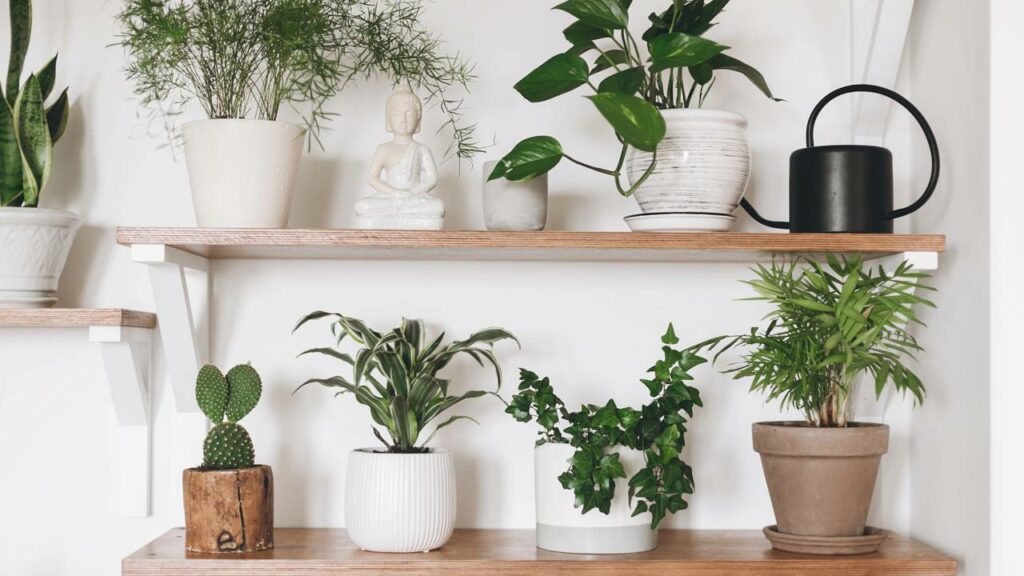 Cuidar de plantas pode mudar seu humor e sua saúde sem você perceber