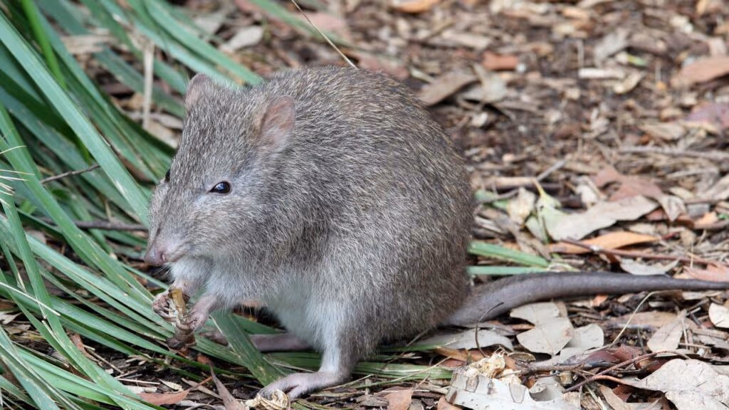 Câmeras capturam animal raro que não era visto desde os anos 90