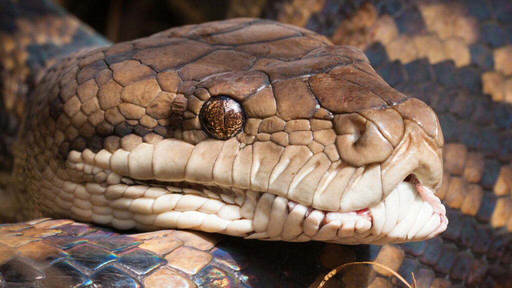 É assim que uma cobra bebe água na natureza