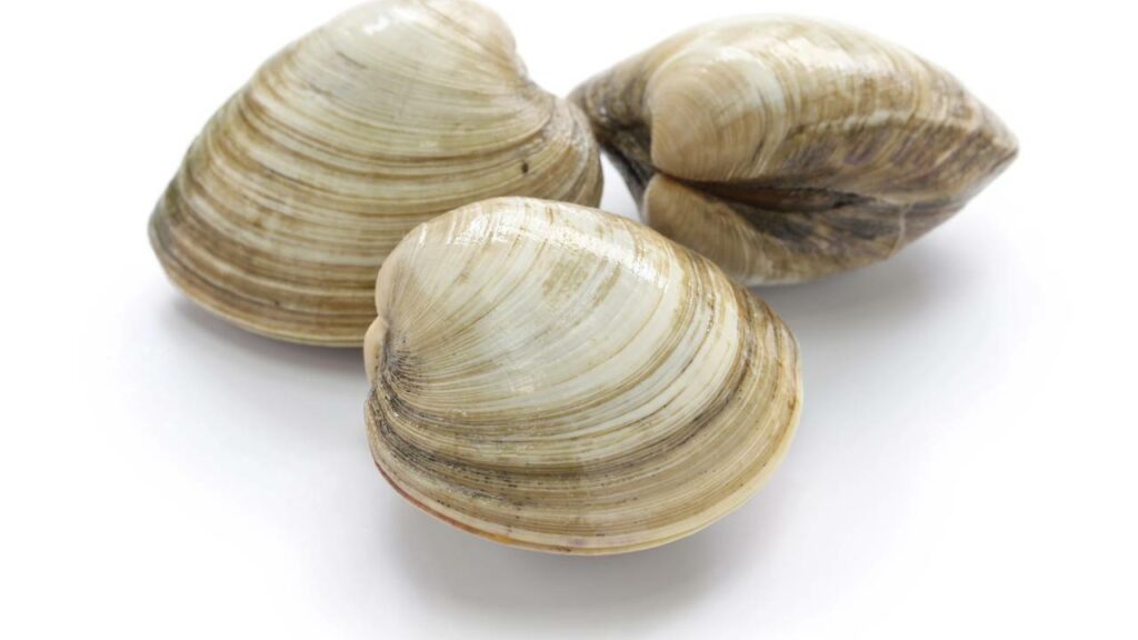 Um molusco que vive 500 anos guarda segredos sobre longevidade