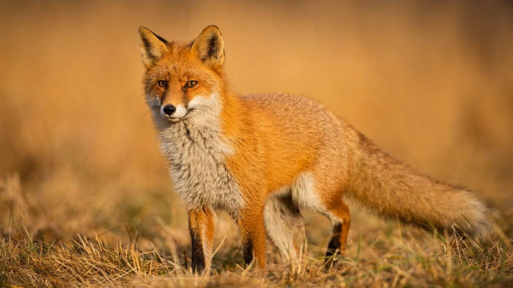 Raposa esquiva 3 vezes de falcão e escapa de virar janta da noite