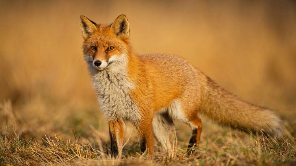 Raposa esquiva 3 vezes de falcão e escapa de virar janta da noite