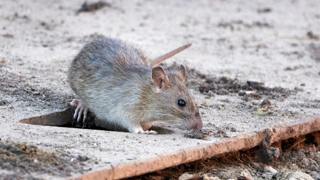 Rato - Créditos: depositphotos.com / DennisJacobsen