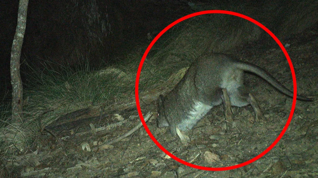 Uma câmera captura espécie rara de animal noturno não vista desde os anos 90