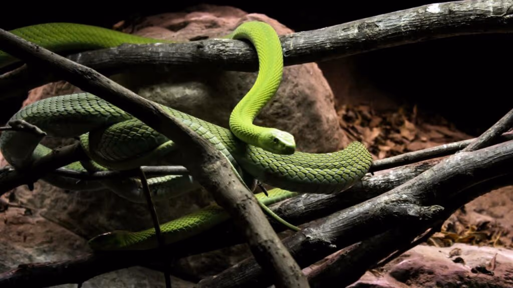 Invasão de cobras e milhões de aranhas transforma um paraíso em pesadelo