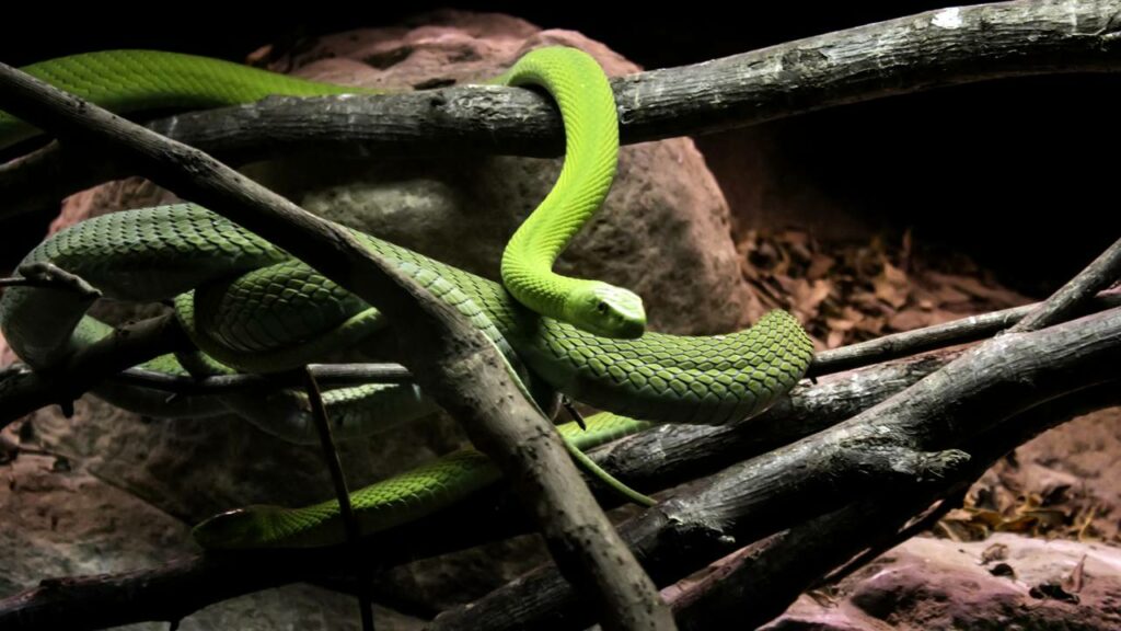 Invasão de cobras e milhões de aranhas transforma um paraíso em pesadelo