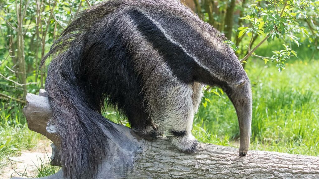 Esse animal brasileiro consegue comer mais de trinta mil insetos por dia