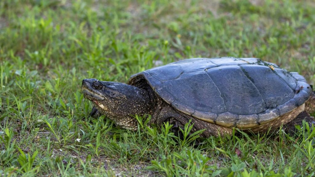 Vídeo revela a velocidade incrível da tartaruga-mordedora ao predar um caranguejo