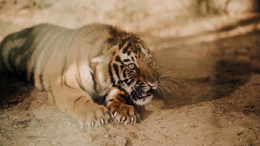 Tigre da de cara com cobra e o que aconteceu depois vai te deixar pasmo